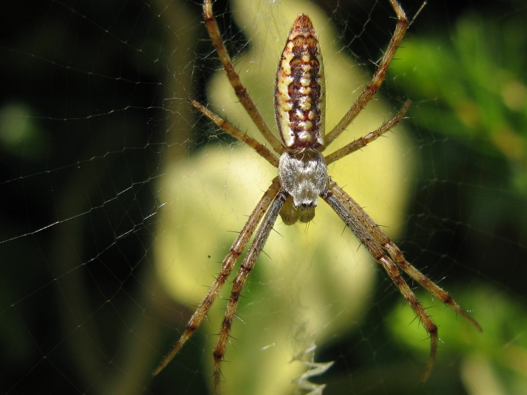 Argiope bruennichi